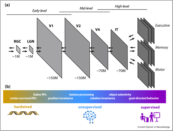 Matteucci, Piasini and Zoccolan, Current opinion in Neurobiology 2023