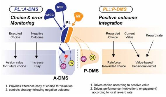 Piasini et al Biorxiv 2023